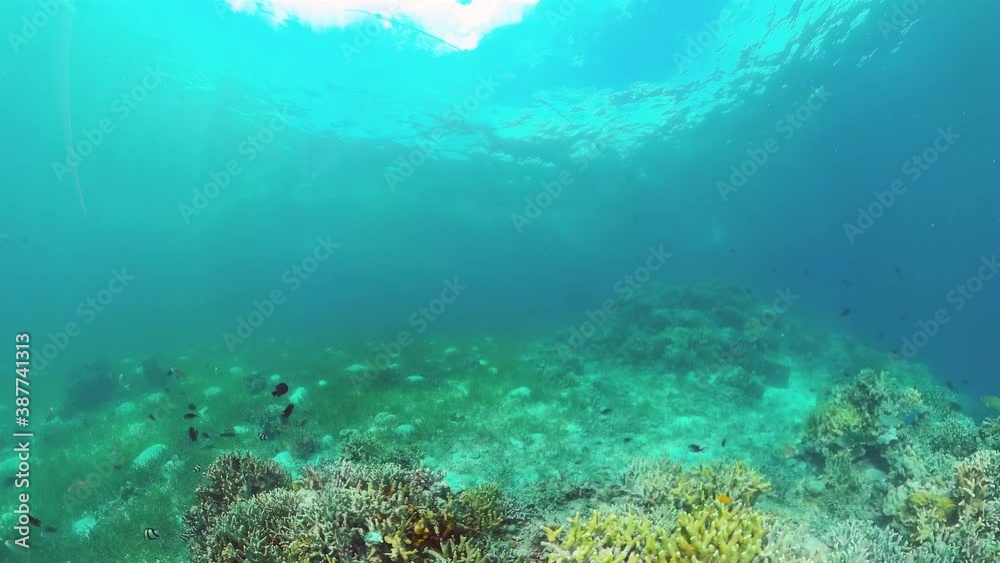Reef Coral Scene. Tropical underwater sea fish. Hard and soft corals, underwater landscape. Panglao, Bohol, Philippines.
