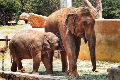 Happy face of elephants