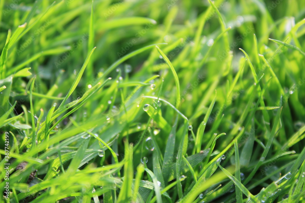 green grass background on meadow with drops of water dew close-up. Beautiful artistic image of purity and freshness of nature, copy space. green grass background on meadow with drops of water dew close-up. Beautiful artistic image of purity and freshness of nature, copy space.