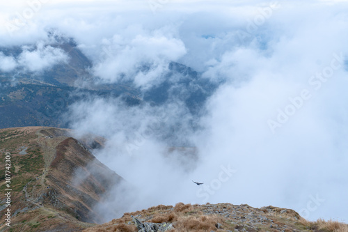 A bird flying over the mountains. Steaming mountains. A black bird flies in white clouds on top of the mountains