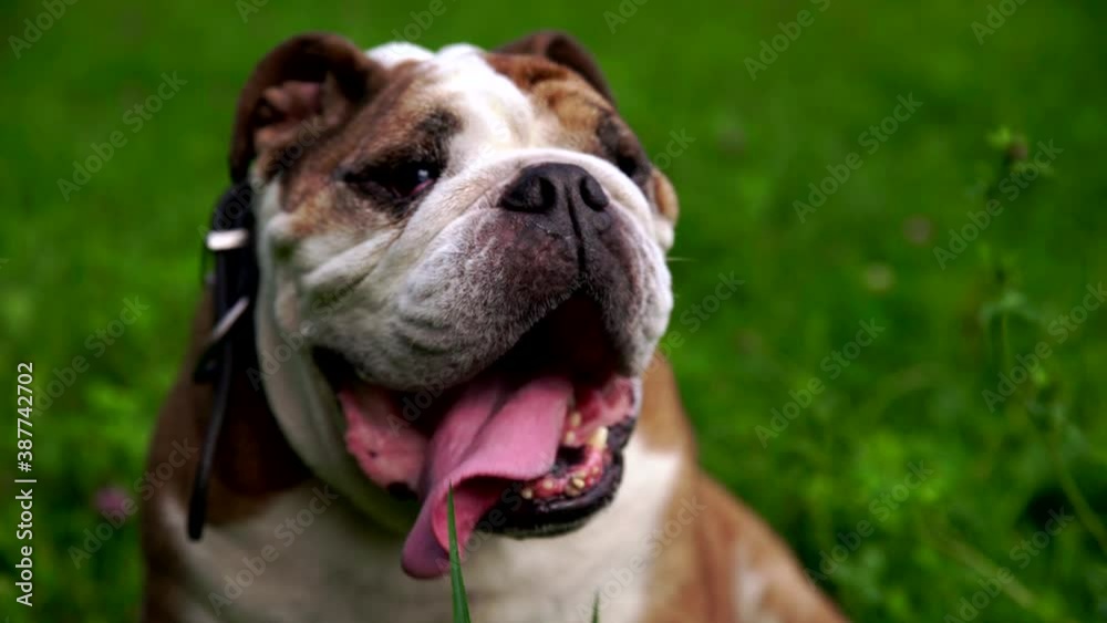 Young male English bulldog portrait sitting on the grass and breathing with open mouth. Domestic animal and pet concept. Funny doggy at summer park. Purebred happy cute dog.
