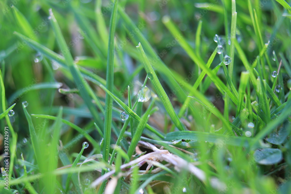 green grass background on meadow with drops of water dew close-up. Beautiful artistic image of purity and freshness of nature, copy space. green grass background on meadow with drops of water dew close-up. Beautiful artistic image of purity and freshness of nature, copy space.