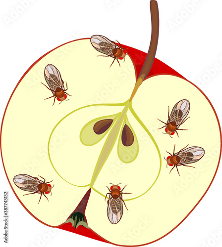 Fruit flies (Drosophila melanogaster) on red apple isolated on white background