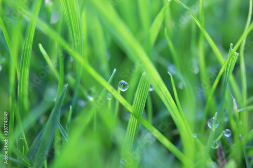 green grass background on meadow with drops of water dew close-up. Beautiful artistic image of purity and freshness of nature, copy space.