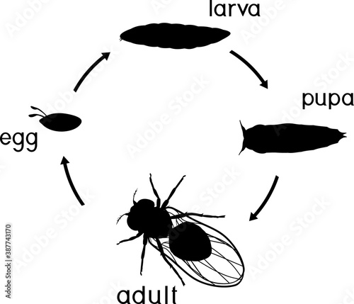 Silhouette of life cycle of fruit fly (Drosophila melanogaster). Sequence of stages of development of fruit fly (Drosophila) from egg to adult insect isolated on white background