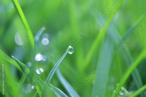 green grass background on meadow with drops of water dew close-up. Beautiful artistic image of purity and freshness of nature, copy space. © cheekylorns