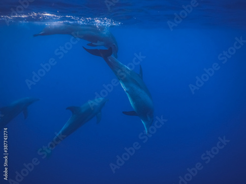 dolphins swimming in a swarm in the blue sea