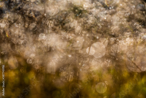 Close-up shot of water drops on dry grass blades with beautiful bokeh. 