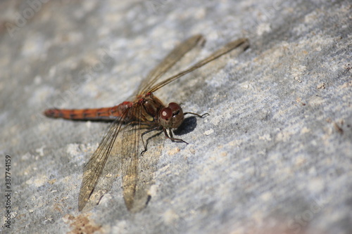 dragonfly red veined darter, these red dragonfly is common in the UK  © cheekylorns