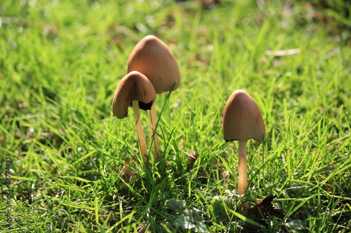magic mushrooms or liberty cap mushroom hallucinogenic growing against grass background with copy space 