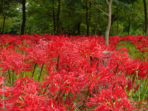 Walking around cluster amaryllis garden