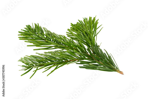 Branch of Nordmann Fir Christmas Tree. Green spruce or pine branch with needles. Isolated on white background. Close up top view.