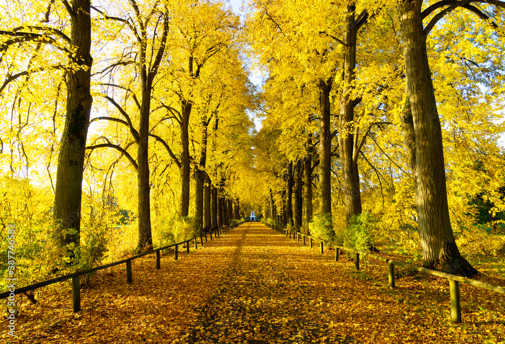 autumn in the park