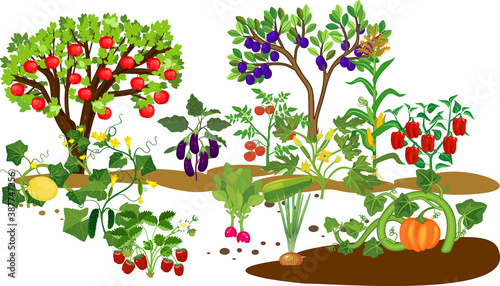 Harvest time. Different vegetable and fruit agricultural plants with ripe harvest