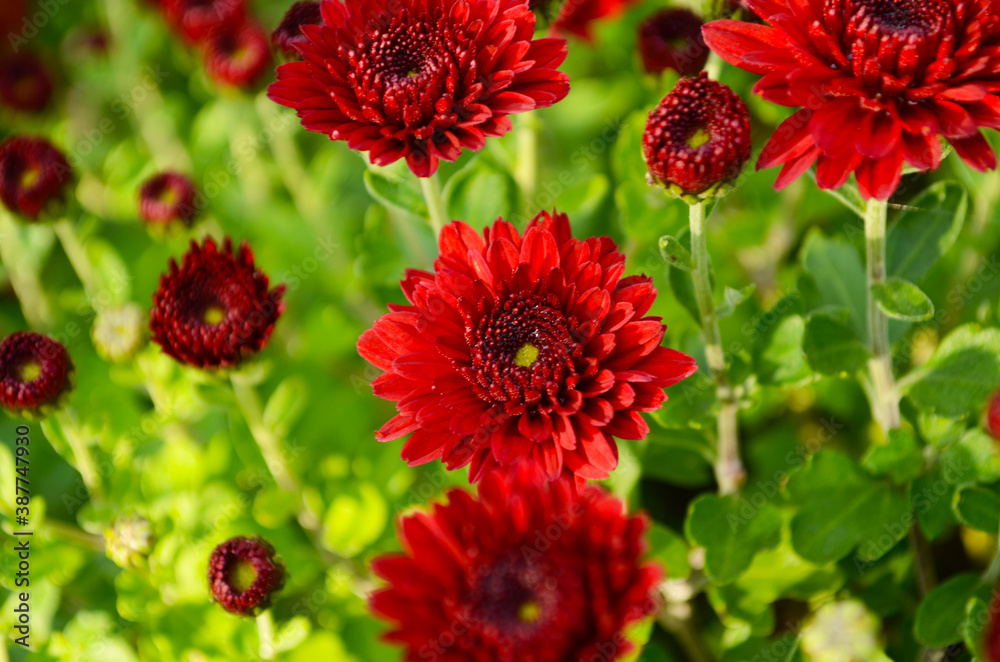 Fresh floral background with vibrant red and orange Chrysanthemum flowers, vivid green foliage and blurred plants . Fresh floral background with vibrant red and orange Chrysanthemum flowers, vivid green foliage and blurred plants .