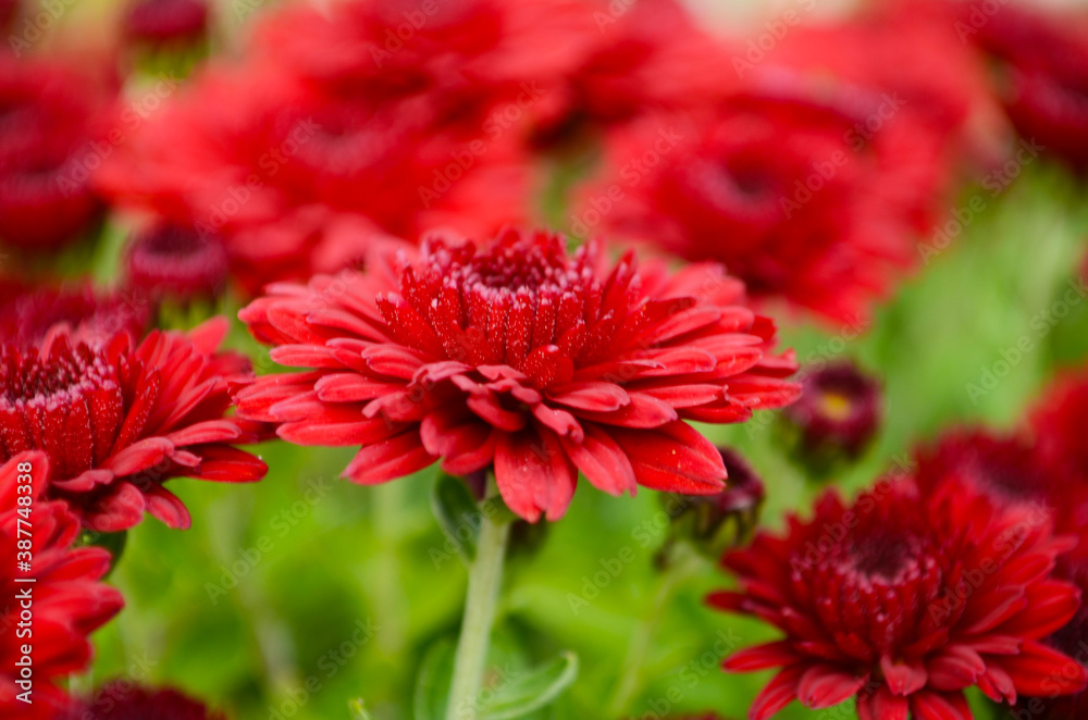 Fresh floral background with vibrant red and orange Chrysanthemum flowers, vivid green foliage and blurred plants . Fresh floral background with vibrant red and orange Chrysanthemum flowers, vivid green foliage and blurred plants .
