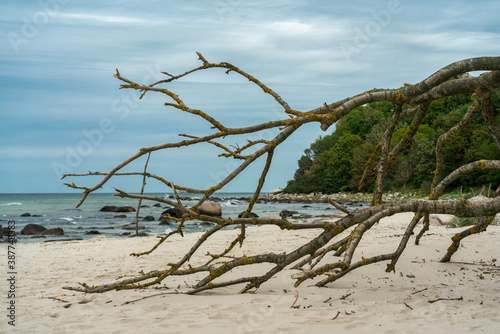Huge branches of a fallen tree on the beach