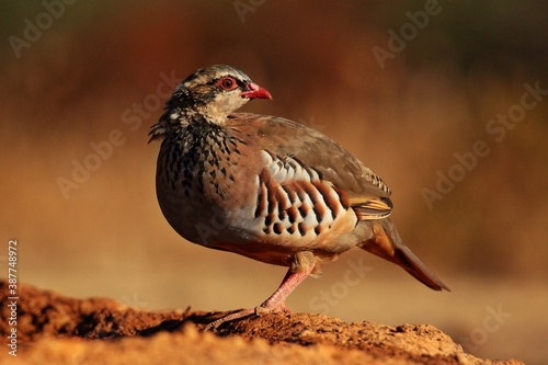 Fotografia Red-legged partridge