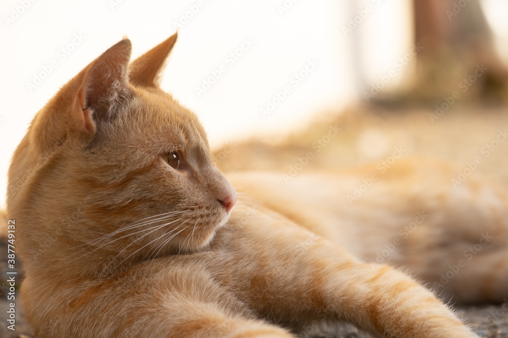 Cat resting in the sun