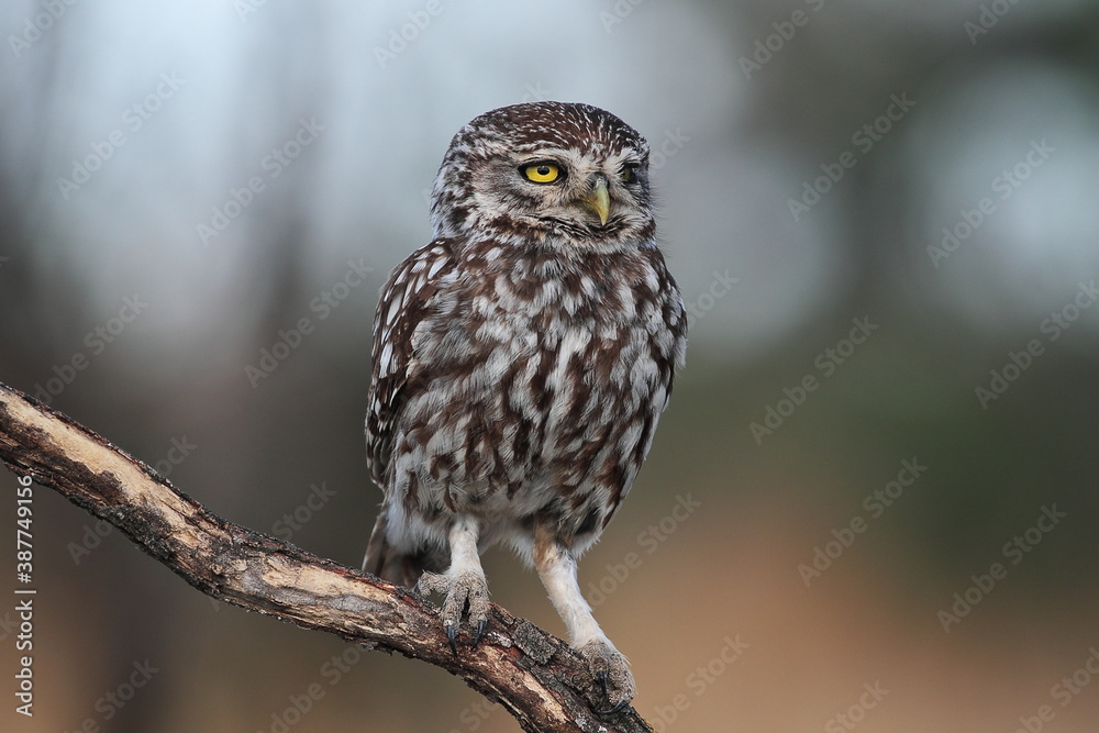 Puppy of Little owl Puppy of Little owl