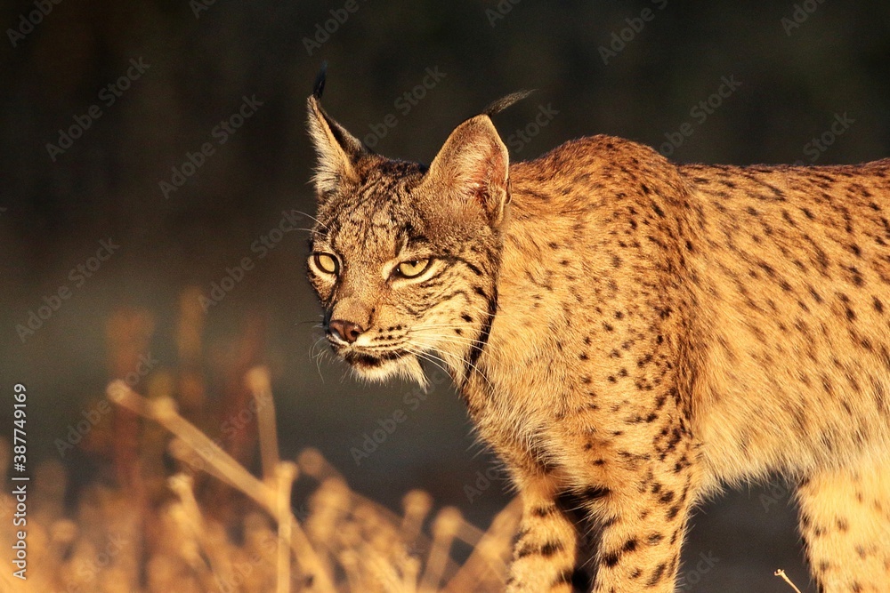Fototapeta premium Portrait of male Iberian lynx