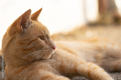 Fototapeta Naklejka Na Ścianę i Meble -  Cat resting in the sun