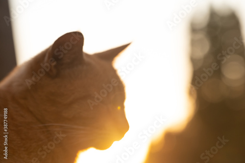 Homeless cat resting at sunset