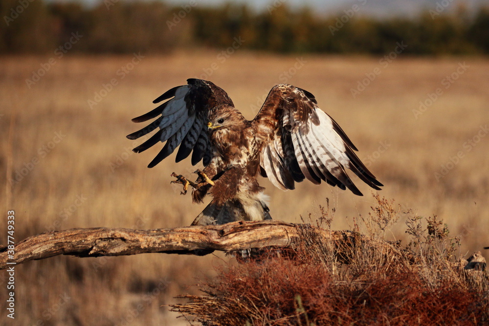 Obraz premium Common buzzard landing