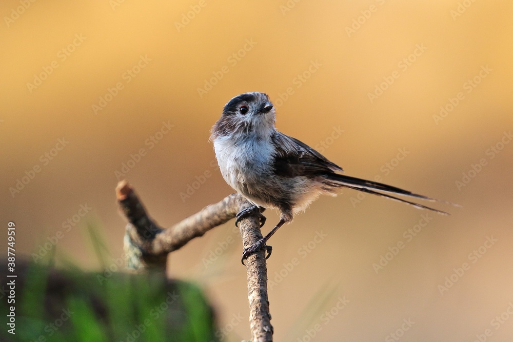 Fototapeta premium Long-tailed tit