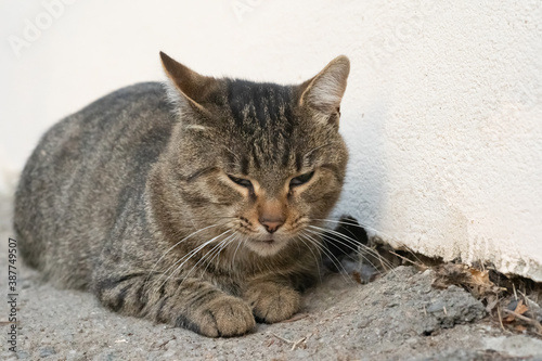 A stray cat lies on the ground