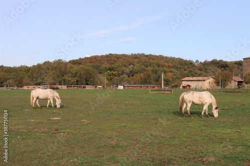 Chevaux broutant dans un pré, ville de Saint Quentin Fallavier, département de l'Isère, France photo