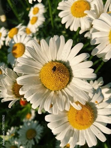 Camomile