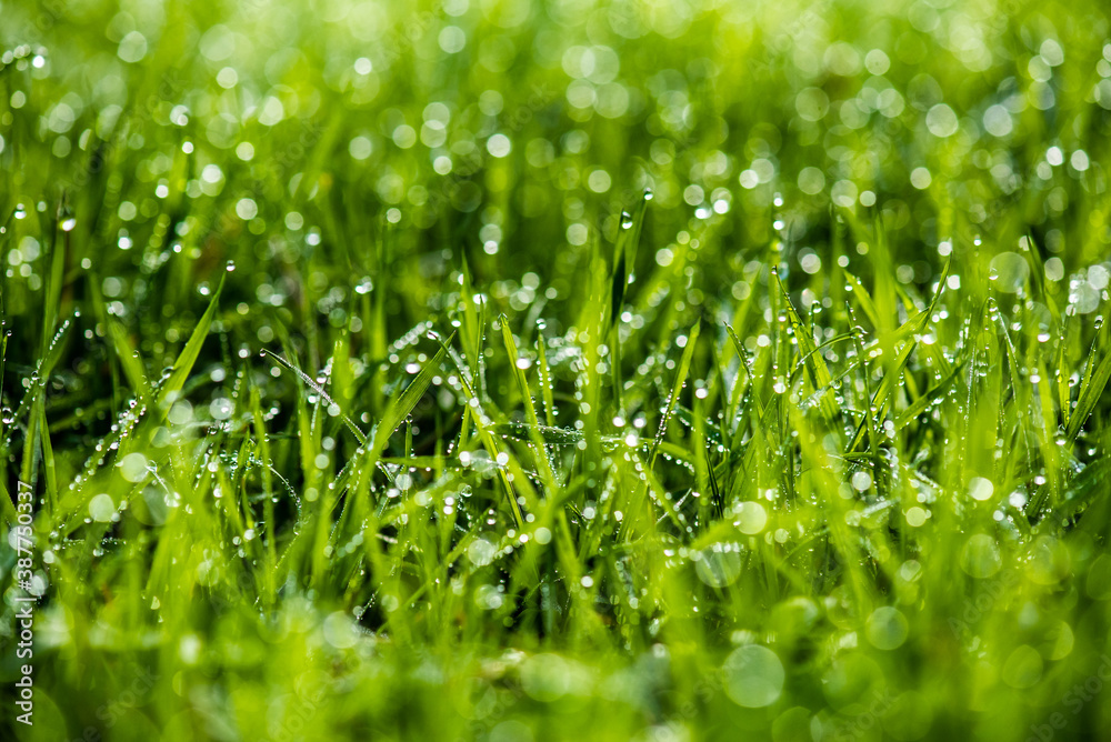 Close-up shot of water drops on green grass blades with beautiful bokeh. Background photo. Mock up Close-up shot of water drops on green grass blades with beautiful bokeh. Background photo. Mock up