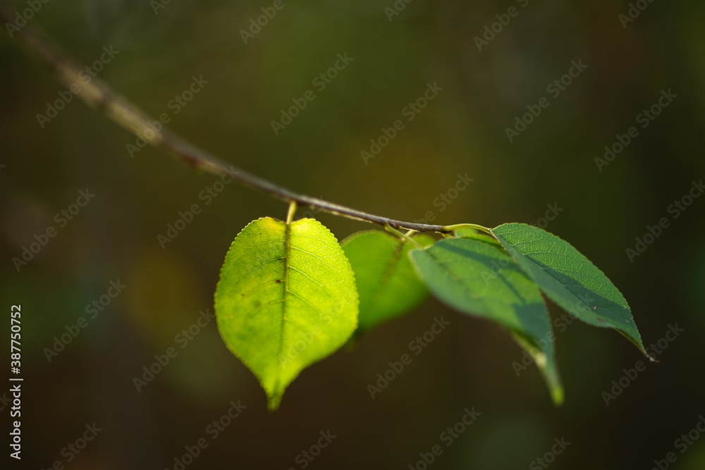 Tree branch with small green leaves in sunny forest Tree branch with small green leaves in sunny forest
