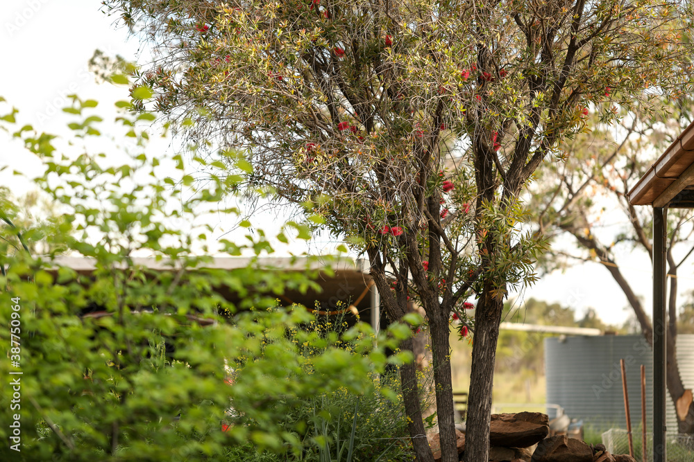 Tranquil backyard scene on country property Tranquil backyard scene on country property