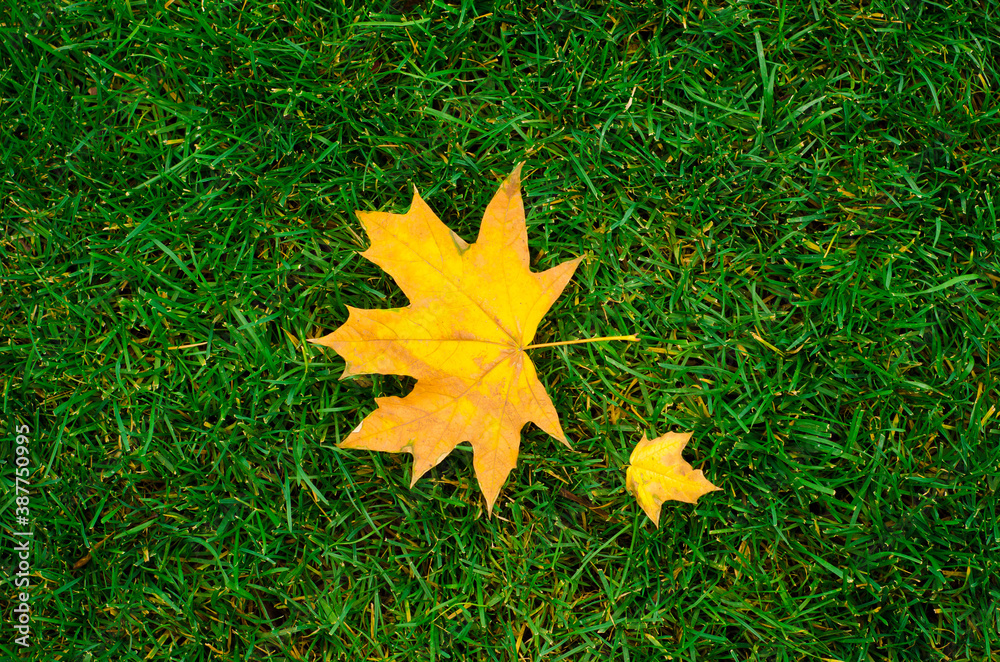 Autumn leaves - yellow maple leaf laying on lawn background (green grass texture) - photography Autumn leaves - yellow maple leaf laying on lawn background (green grass texture) - photography