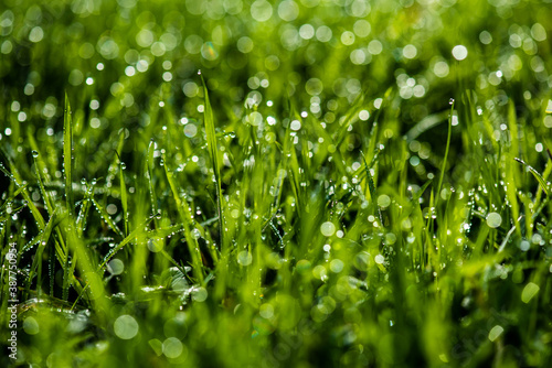 Dew drops on fresh green grass. Macro background