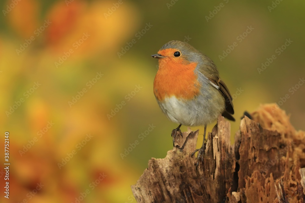 Photo of European robin (Erithacus rubecula) sits on the stump. Detailed and bright portrait. Autumn landscape with a song bird. Erithacus rubecula. Wildlife scene from nature