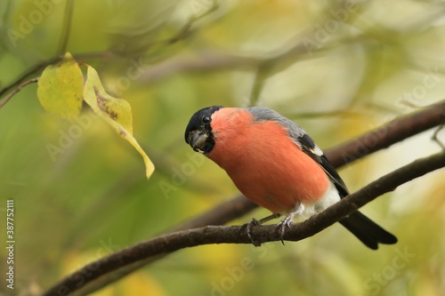 Foto Beautiful Eurasian bullfinch sits in the branch