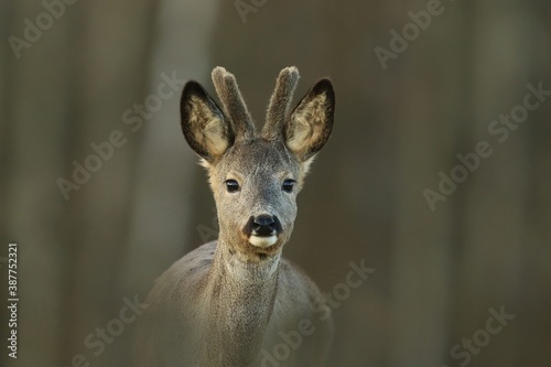 Portrait of a young roebuck. Capreolus capreolus. Wildlife scene with roe deer.  © Monikasurzin