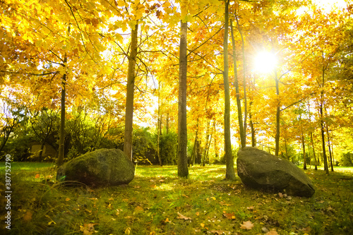 Głazy z mchem w jesiennym lesie. © Rafal