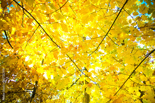 Złote jesienne liście. © Rafal