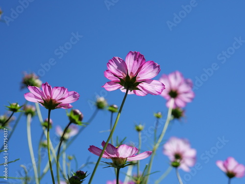 秋の美しい青空の下で咲くピンク色のコスモスの花（日本の浜離宮恩賜庭園）