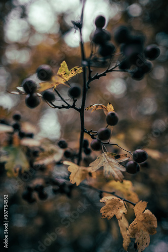 Herbst Stimmung in Deutschland Spaziergang