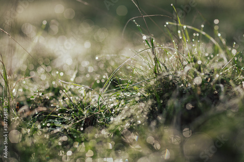 Close up view of water drops on the green grass in the morning. Beautiful in the early morning.