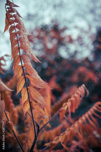 Herbst Stimmung in Deutschland Spaziergang