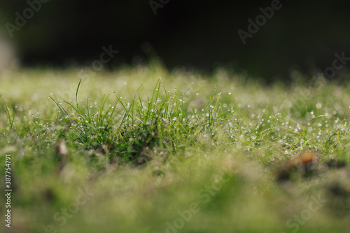 Close up of green grass with raindrops in the rainy day. Selective focus.