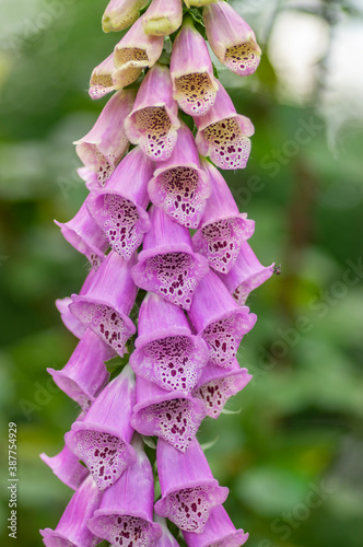 Digitalis purpurea common foxglove flowers in bloom, beautiful purple flowering woodland plants, tall stem photo