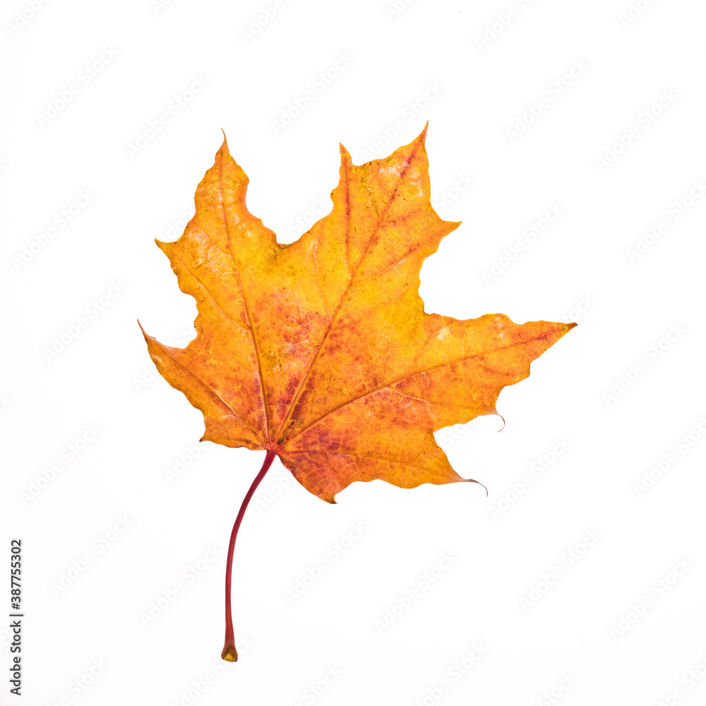fallen, orange, autumnal, maple leaf, isolate on white background, square frame