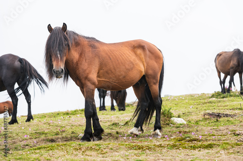 Team of wild horses eating grass in Galicia on a foggy day.
